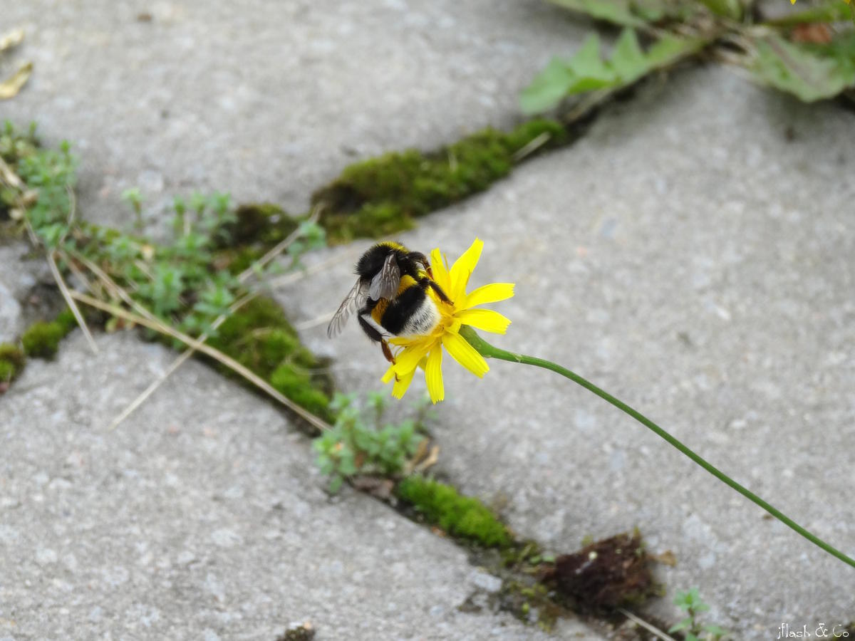 Toitumas
Võtmesõnad: mesilane lill