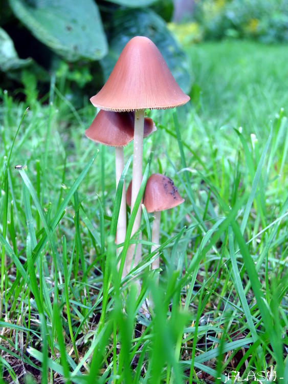 Lihtsalt midagi ilusat aiast
Võtmesõnad: seen