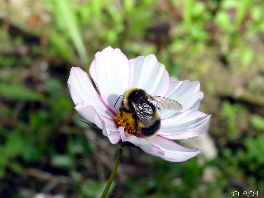 Võtmesõnad: mesilane lill