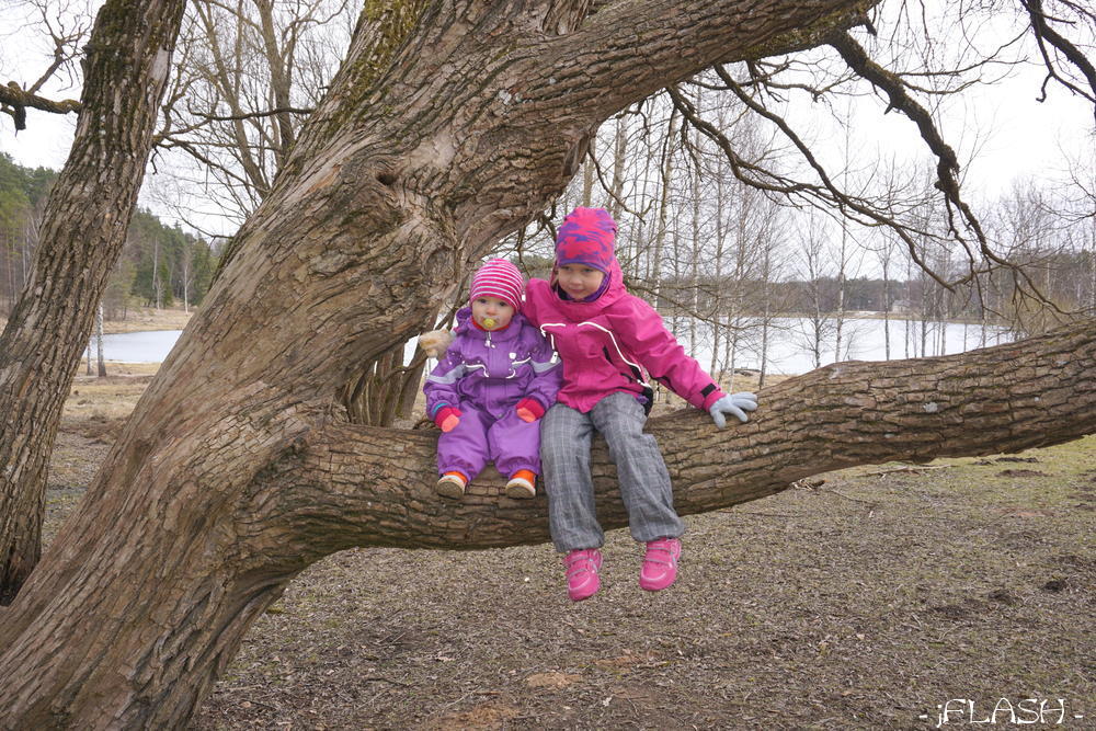 Suur puu mis pakkus lastele põnevat ronimist ja issile pildistamisvõimalust
Võtmesõnad: kadi miia