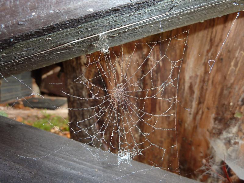 ämblikukunst uduga
Võtmesõnad: ämblikuvõrk