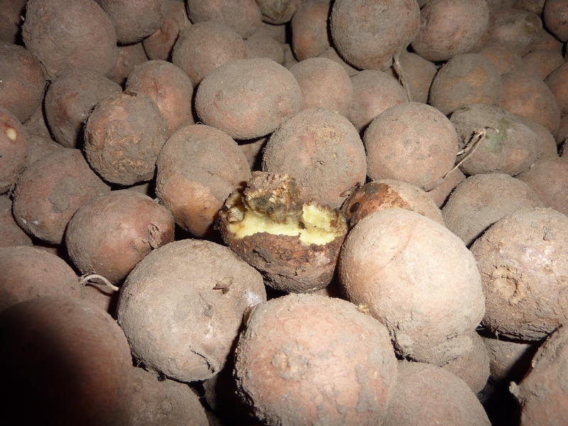 Näritud kartul keldris
Võtmesõnad: kartulid