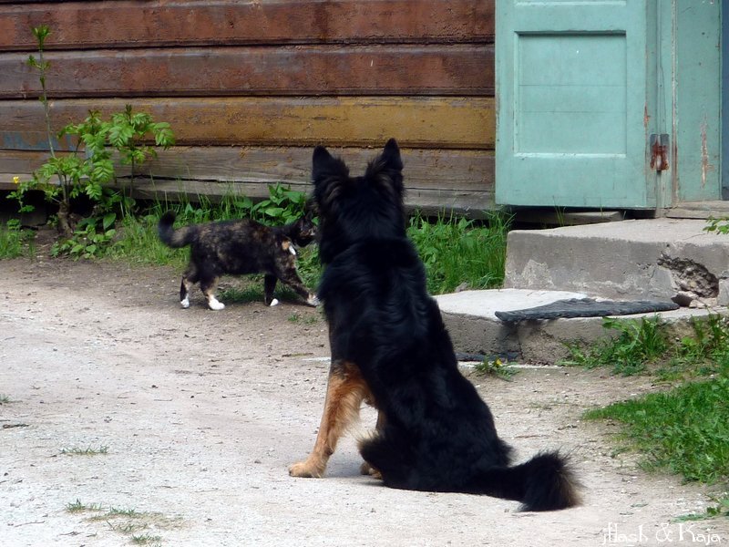 Kass läheb koera toidulaua juurde
Võtmesõnad: misa koer kass