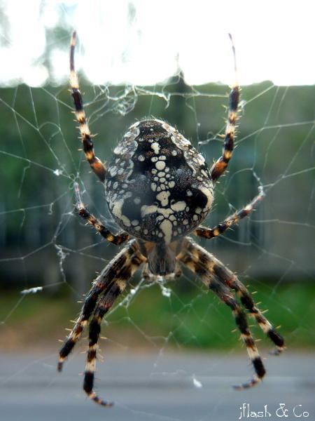 Elav aknakaunistus
Võtmesõnad: ämblik