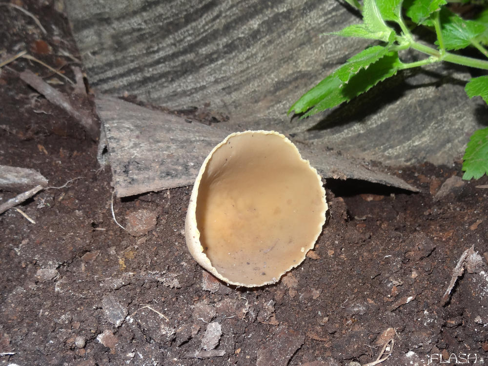 Puukuuri all kasvas tore seeneke
Võtmesõnad: seen