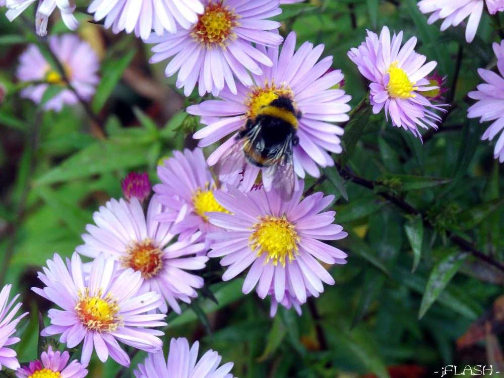 Mesilased veel asjatavad
Võtmesõnad: lilled mesilane